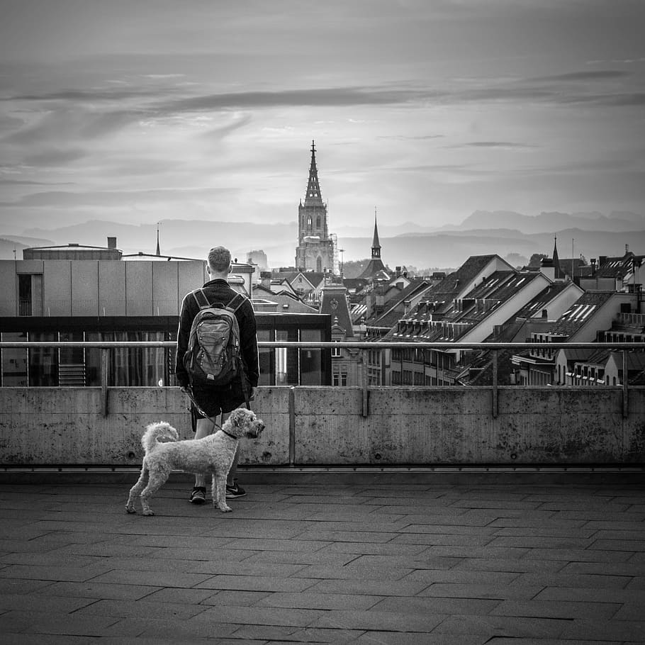 man standing beside fence with dog, bern, city, view, white dog HD wallpaper