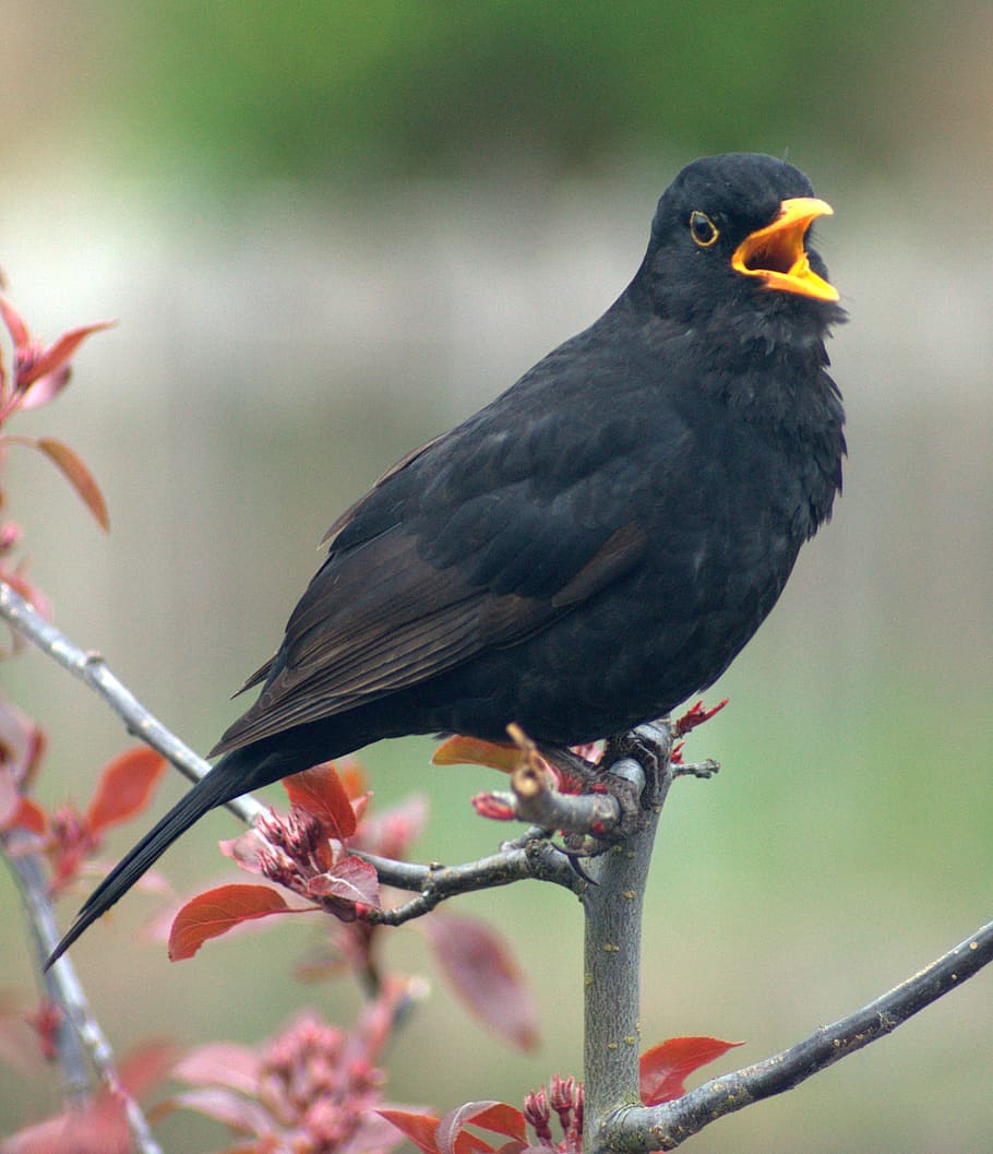 blackbird, call, crowing, calling, morning, ornithology, beak HD wallpaper
