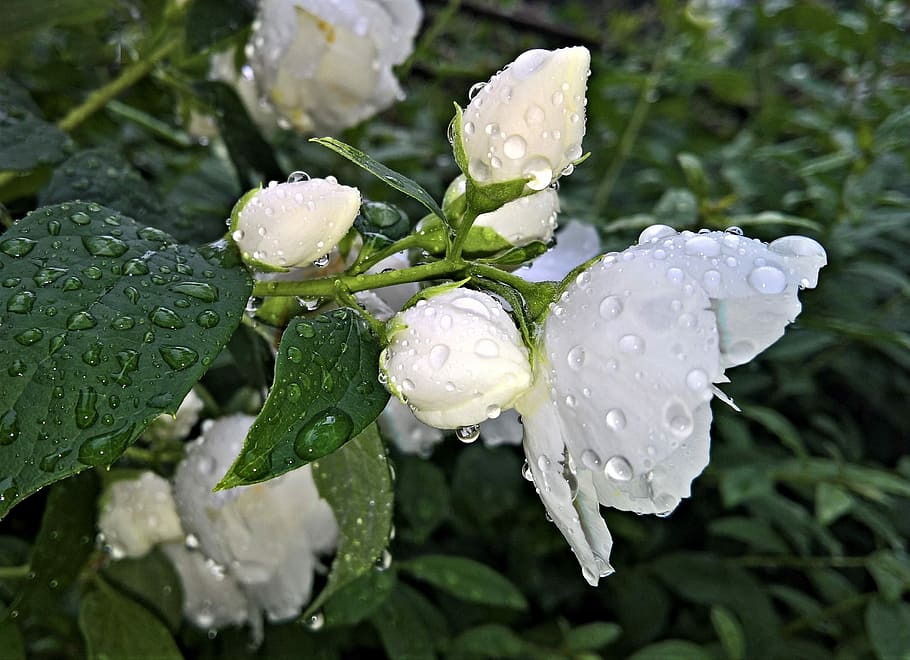 white rose with water droplets closeup photography, flowers, jasmin