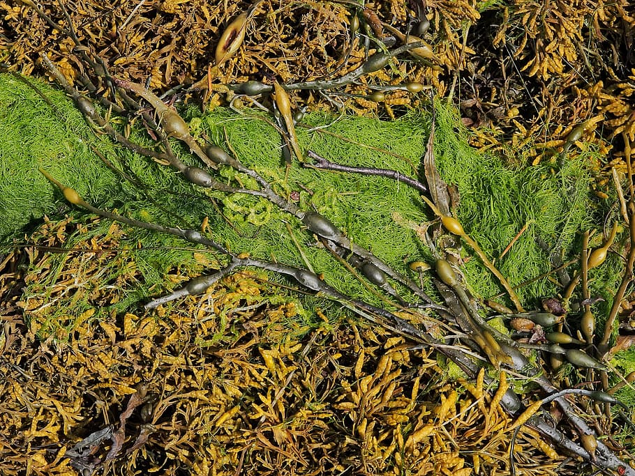 seaweed, algae, marine, food, wet, pool, natural, green, rock pool HD wallpaper