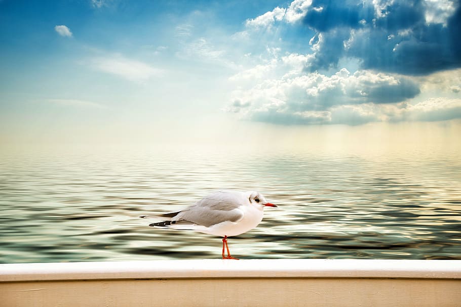 white and gray bird near ocean, seagull, clouds, sky, water background HD wallpaper