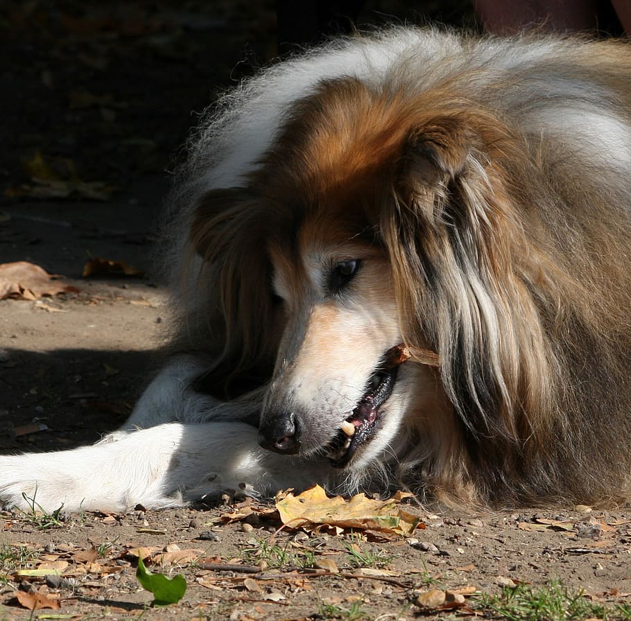 rough collie, chewing, stick, close-up, dog, canine, pet, animal HD wallpaper