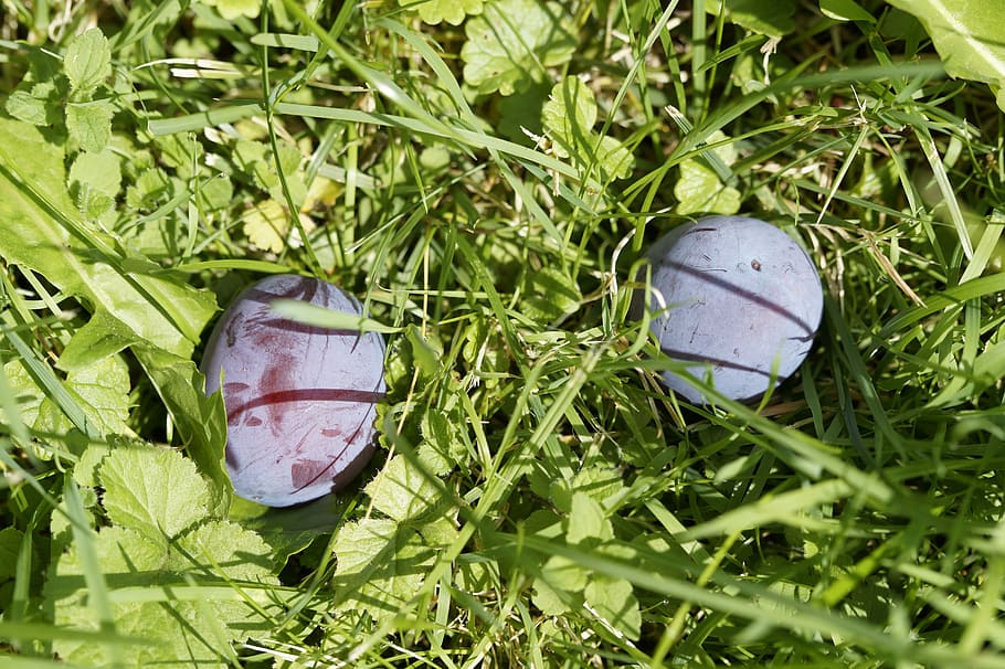 windfall, plums, grass, meadow, orchard, fruit, fruits, late summer HD wallpaper