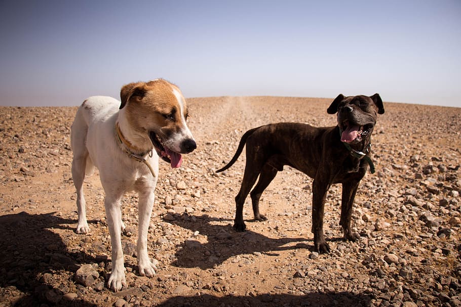 desert, dogs, cute, animal, nature, sand, black, friend, sky HD wallpaper