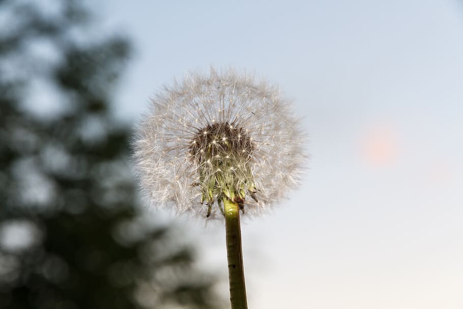 flower, plant, dandelion, flowering plant, freshness, nature HD wallpaper