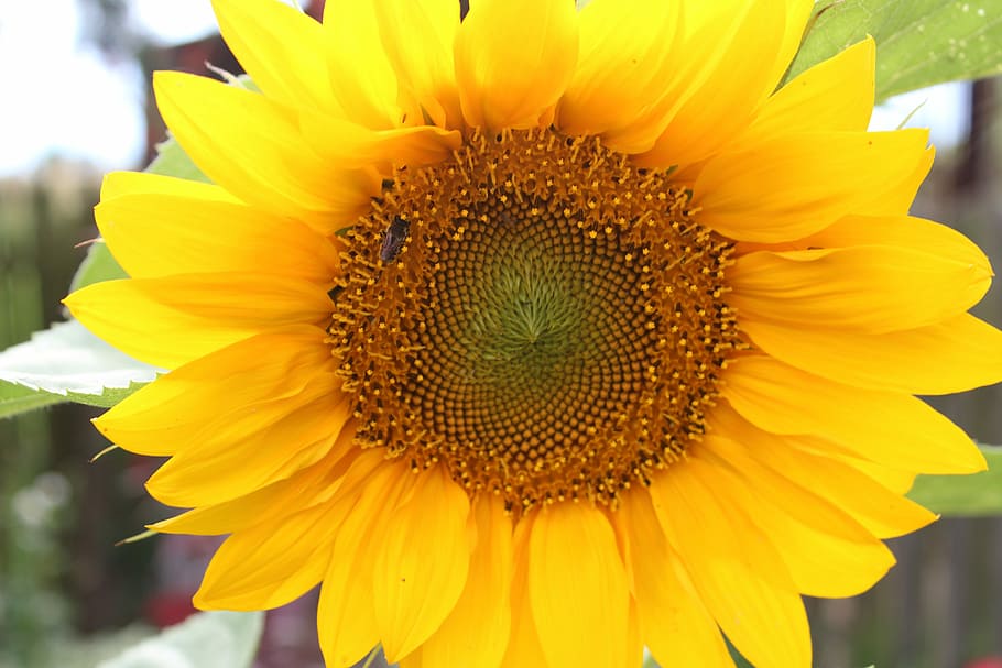 sunflower, macro, nature, yellow, summer plants, insect, flowering plant HD wallpaper