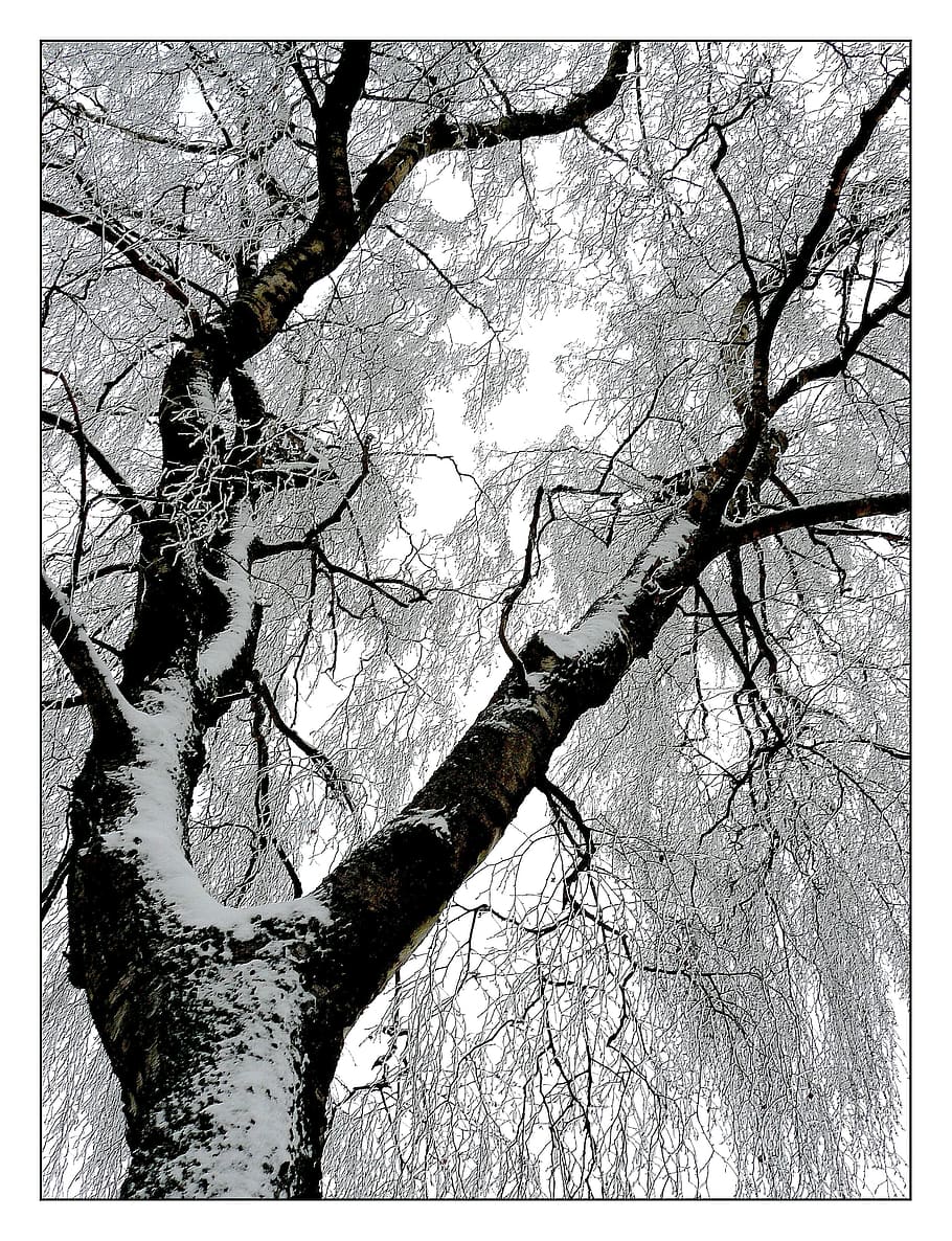 low angle photo of tree covered with snow, winter, frost, ice HD wallpaper