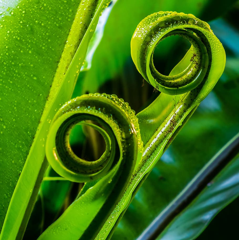 Leaf, Fern, Green, leaf fern, green color, tendril, plant, spiral HD wallpaper