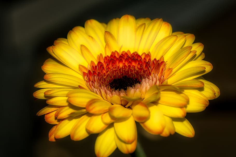 gerbera, flower, blossom, bloom, yellow, nature, macro, colorful HD wallpaper