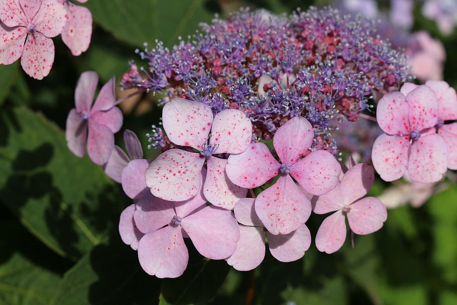 hydrangea, purple, garden, plant, blossom, bloom, freshness HD wallpaper