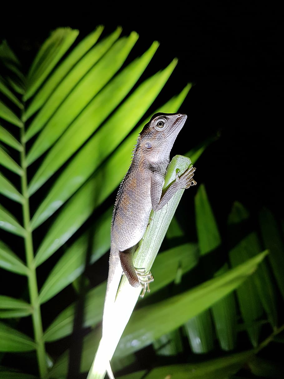 gekko, lizard, salamander, one animal, animal themes, animals in the wild HD wallpaper