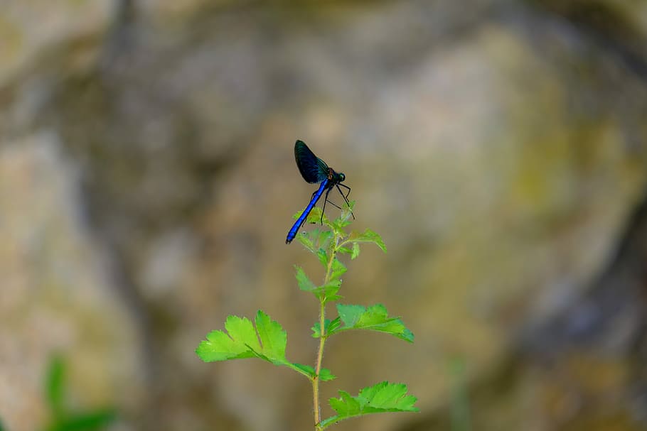 Dragonfly, Blue, Insect, blue dragonfly, nature, close, wing