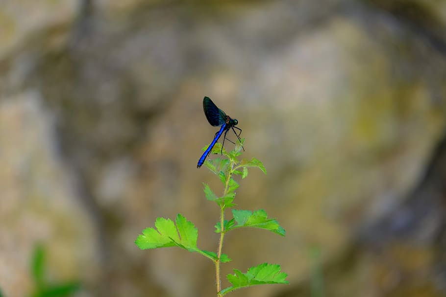 Dragonfly, Blue, Insect, blue dragonfly, nature, close, wing, HD wallpaper