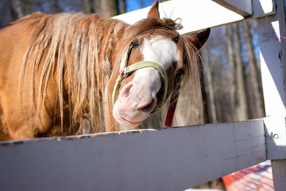 horse, park, animal, farm, stallion, brown, outdoors, mane HD wallpaper