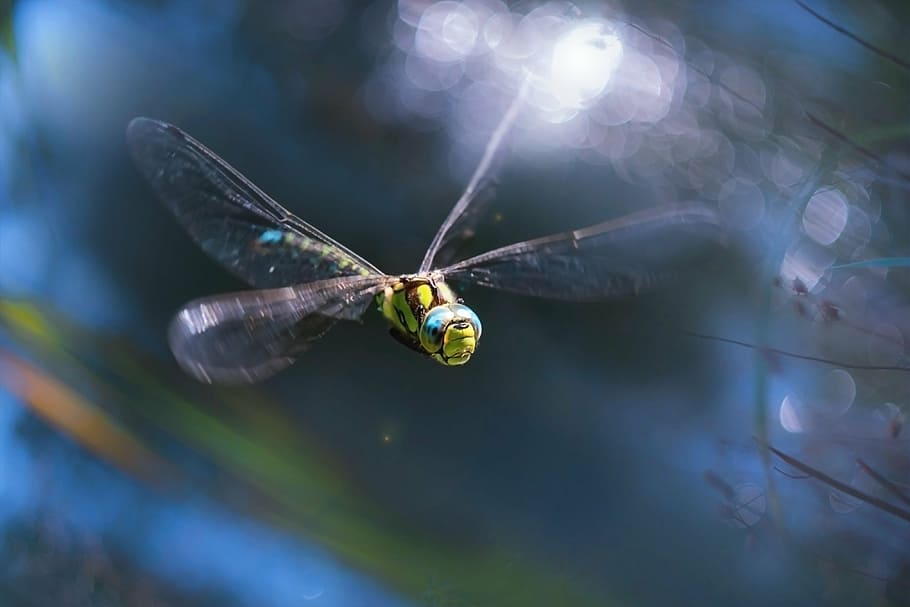 macro photography of green dragonfly, nature, wings, floght HD wallpaper