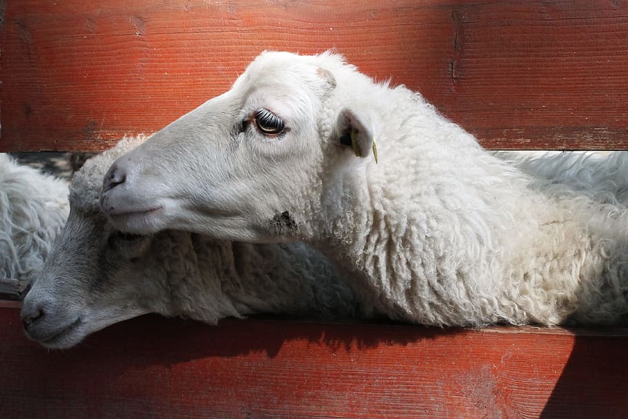 two white sheeps, two white goats during daytime, regular, zoo HD wallpaper