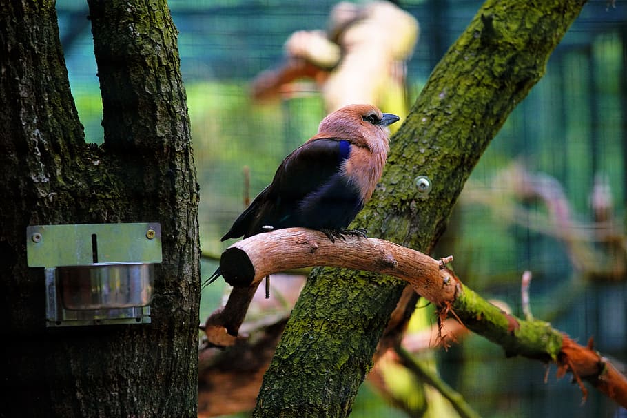 Bird, Aviary, Cage, Zoo, Plumage, Branch, captivity, bird cage HD wallpaper