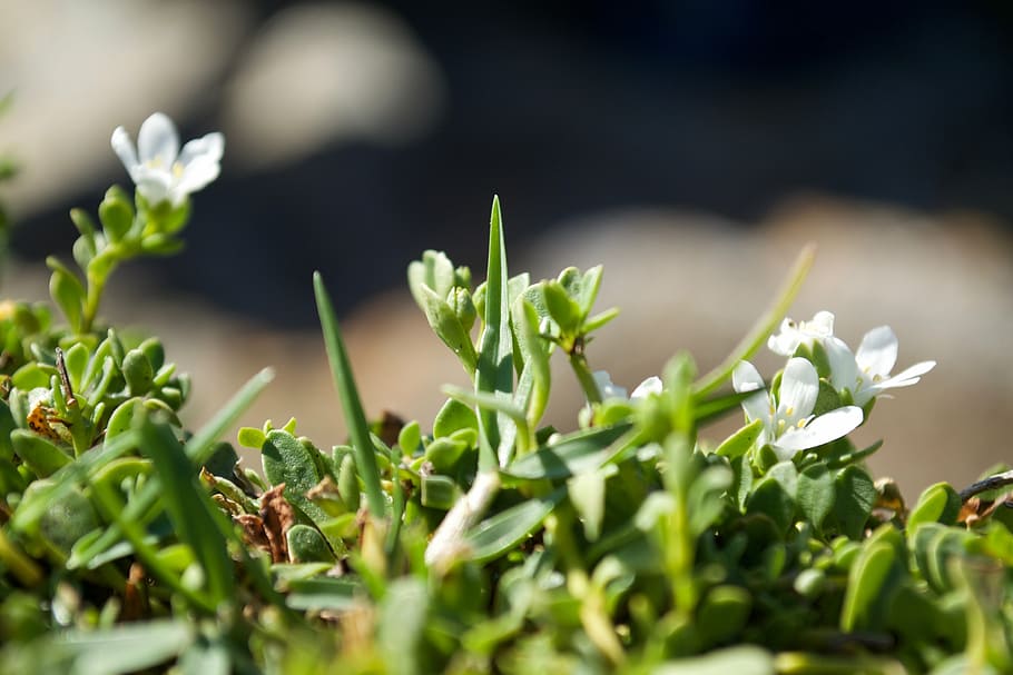 grass, flower, green, prado, wild, plant, freshness, growth HD wallpaper