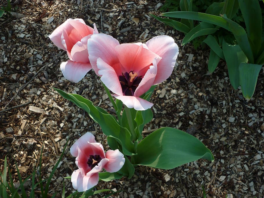 tulip, pink, spring, blossom, bloom, flower, flowering plant HD wallpaper