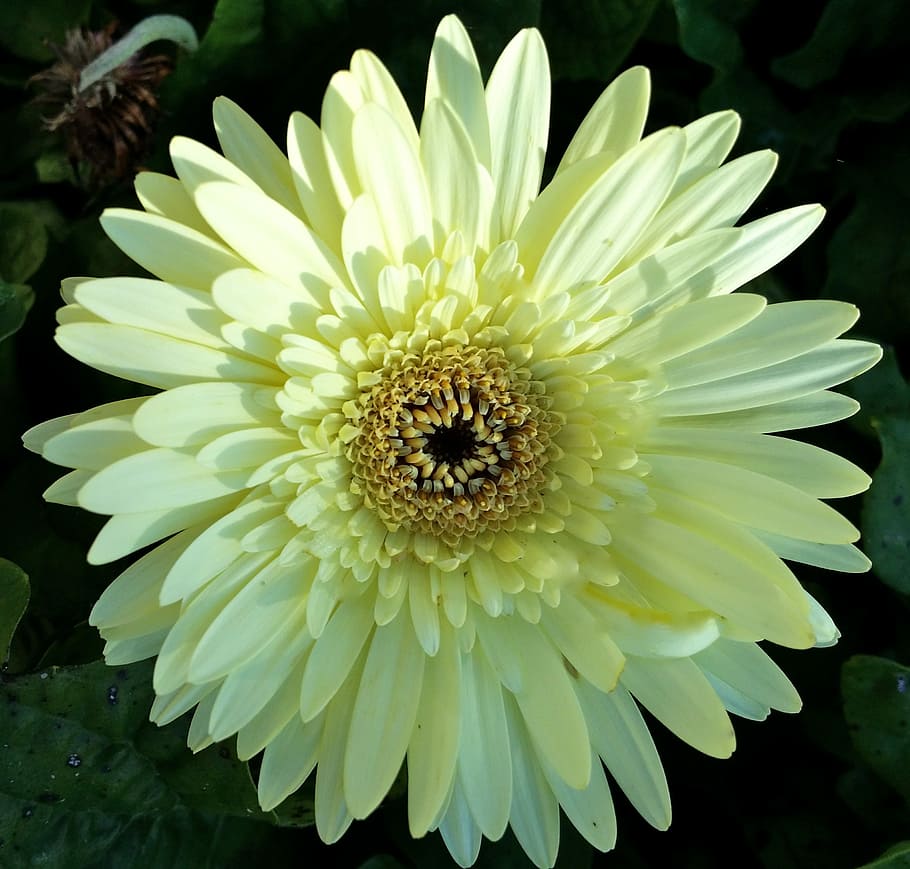 Gerber Daisy, White, Flower, Plant, blossom, bloom, spring, HD wallpaper