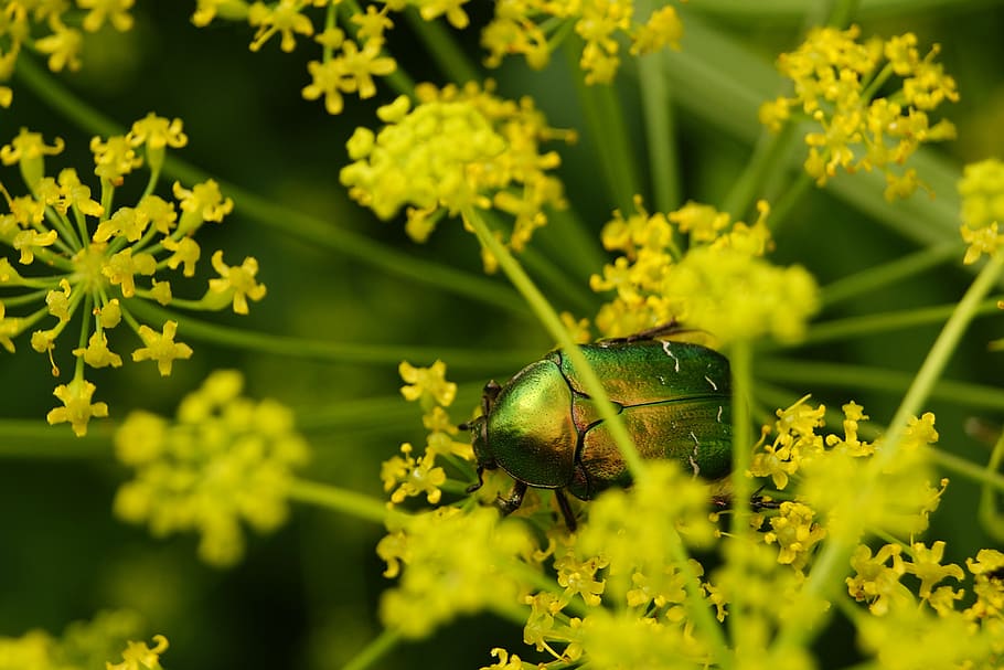 worm, insect, the beetle, macro, nature, wings, garden, zoom HD wallpaper