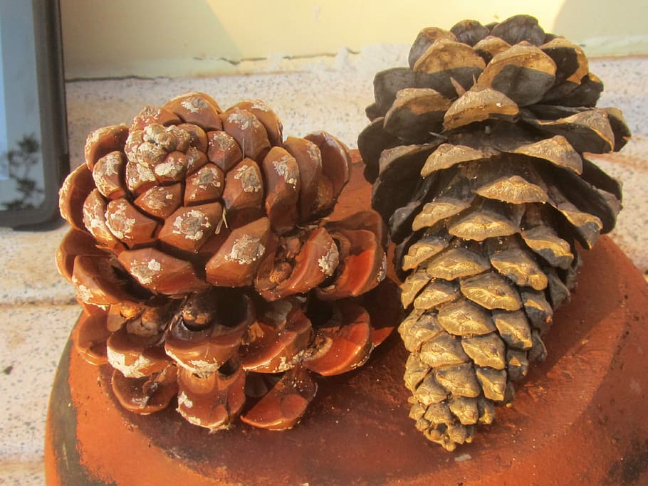 Pine Cones, Pine, Cone, Season, decoration, christmas, fir HD wallpaper