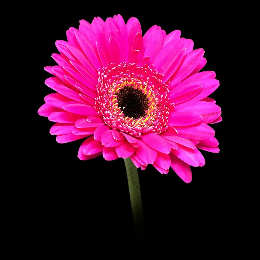 HD wallpaper: gerbera, pink, daisy, macro, blossom, flower, botanical,  petal | Wallpaper Flare