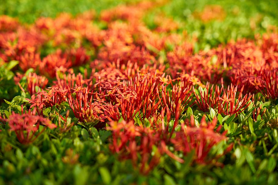 Flower, Garden, Spring, red, the leaves are, background, landscape HD wallpaper