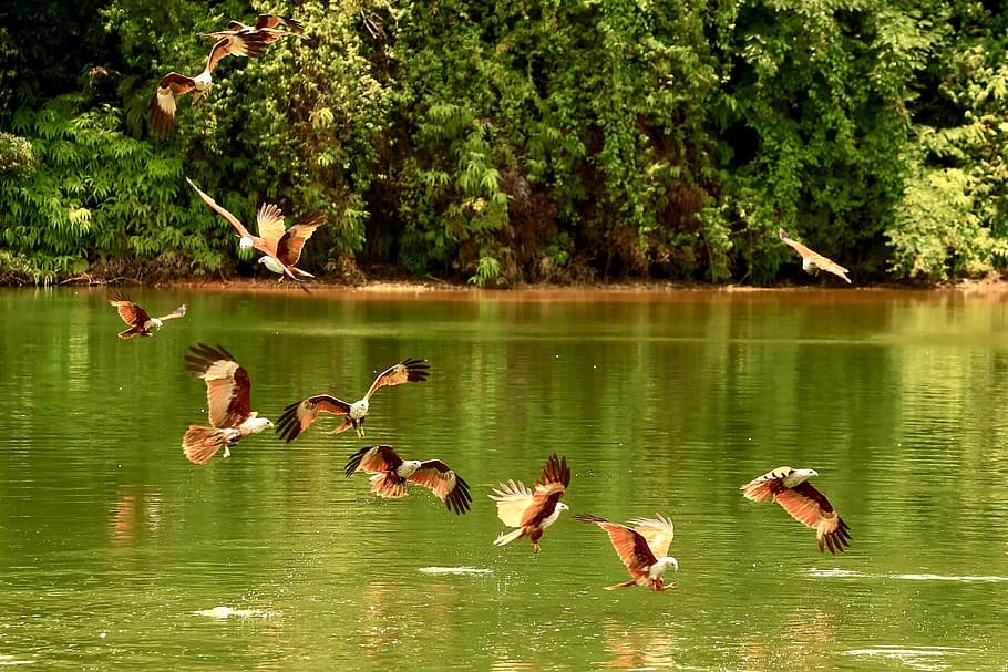 red hawk, bird, hawk in flight, flying hawk, lake, wings, hunting HD wallpaper