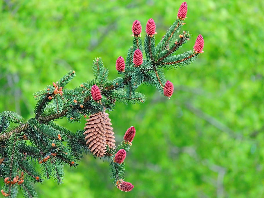 conifer, brad, branch, green, spring, flower of conifers, spruce HD wallpaper