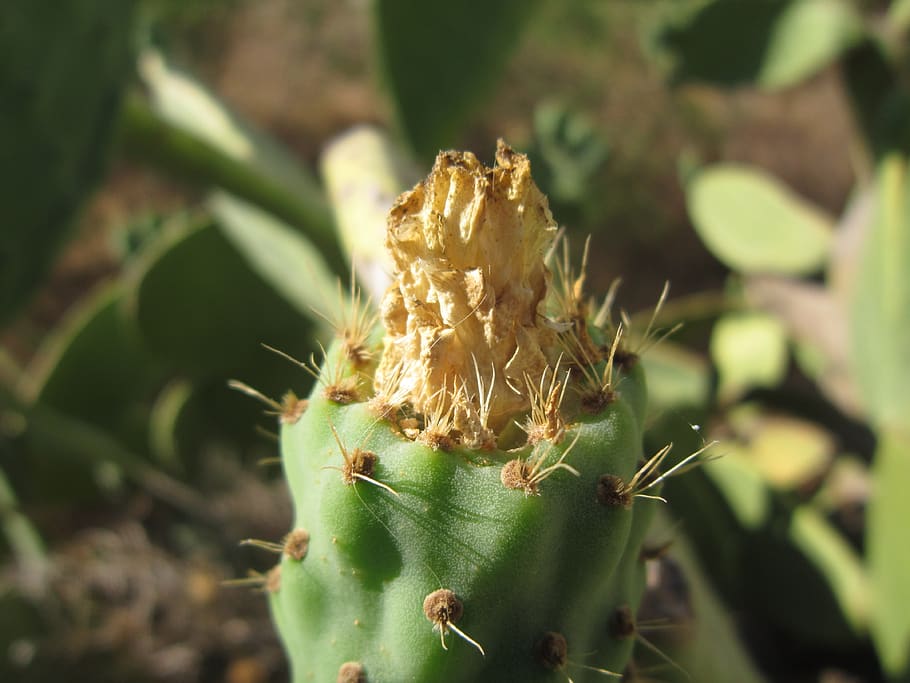 prickly pear, ficus indica, fruit, blossom, bloom, dry, hot