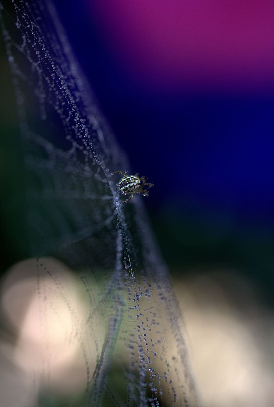 spider, spider web, drops, hooked, arachnid, dew, place, coloring HD wallpaper