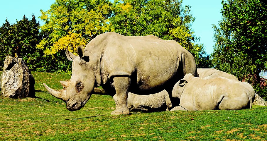 white rhinoceros, ceratotherium simum, animals, wild animals