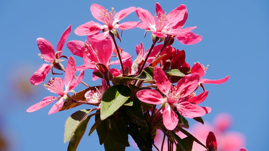 spring, spring flowers, sunshine, nature, pink Color, tree HD wallpaper