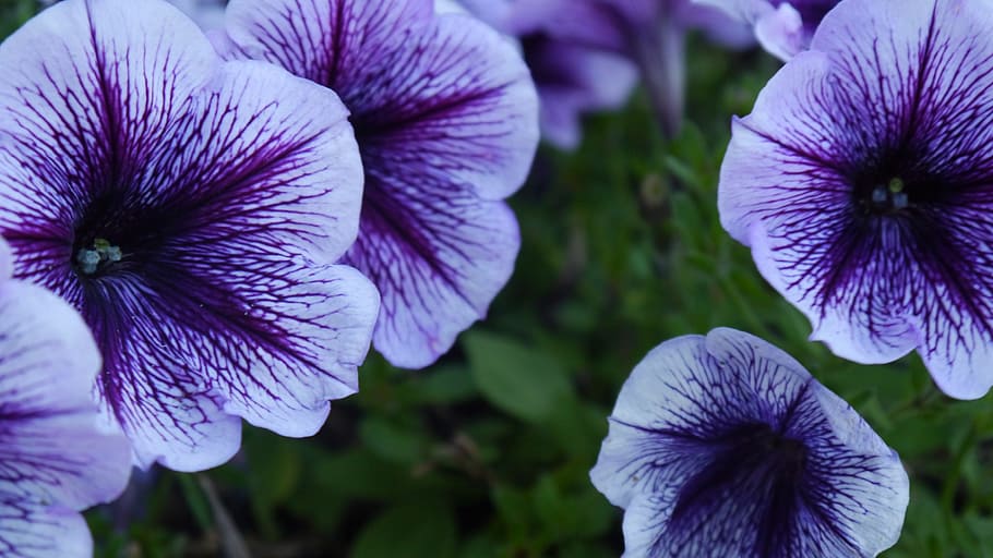 purple, flower, close, flowering plant, freshness, fragility HD wallpaper