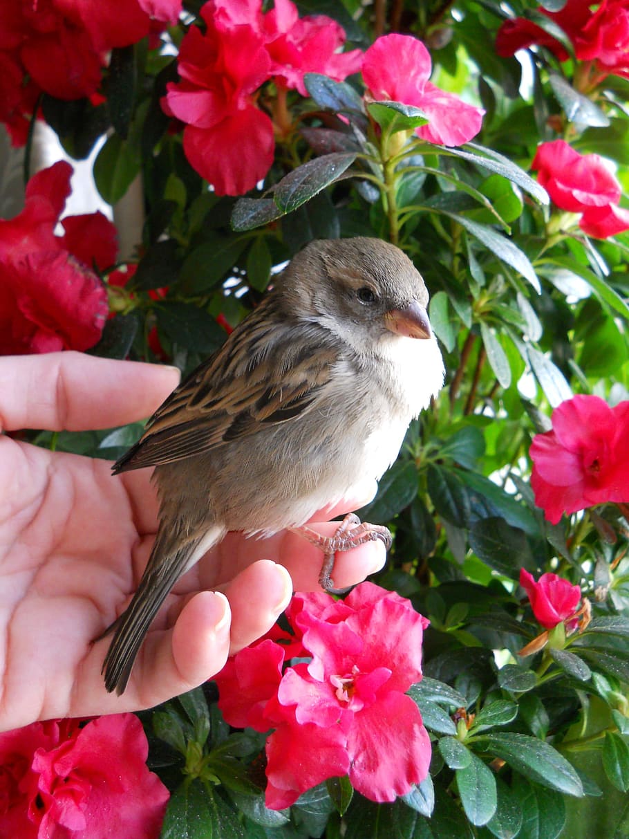 person holding gray bird near red petaled flowers, sparrow, brown, HD wallpaper