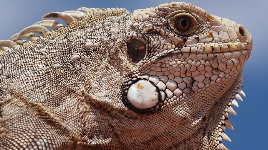 chameleon, reptile, calango, animal, iguana, nature, wildlife HD wallpaper