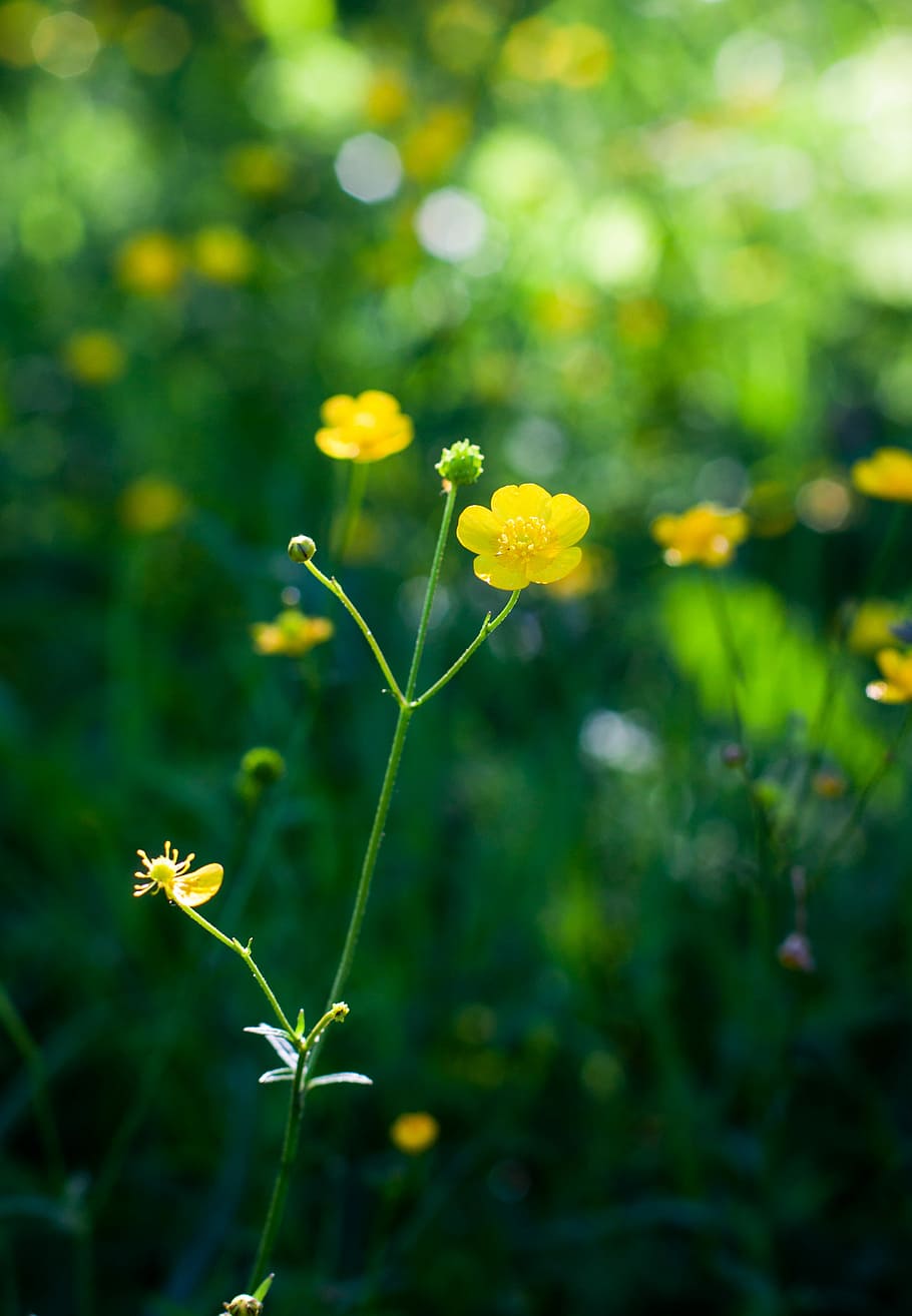 flower, spring, nature, plant, growth, beauty in nature, flowering plant HD wallpaper