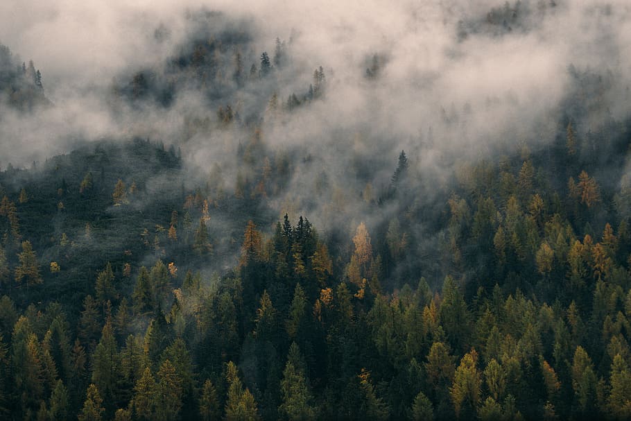green trees covering with fog during daytime, areal photography of forest with fog HD wallpaper