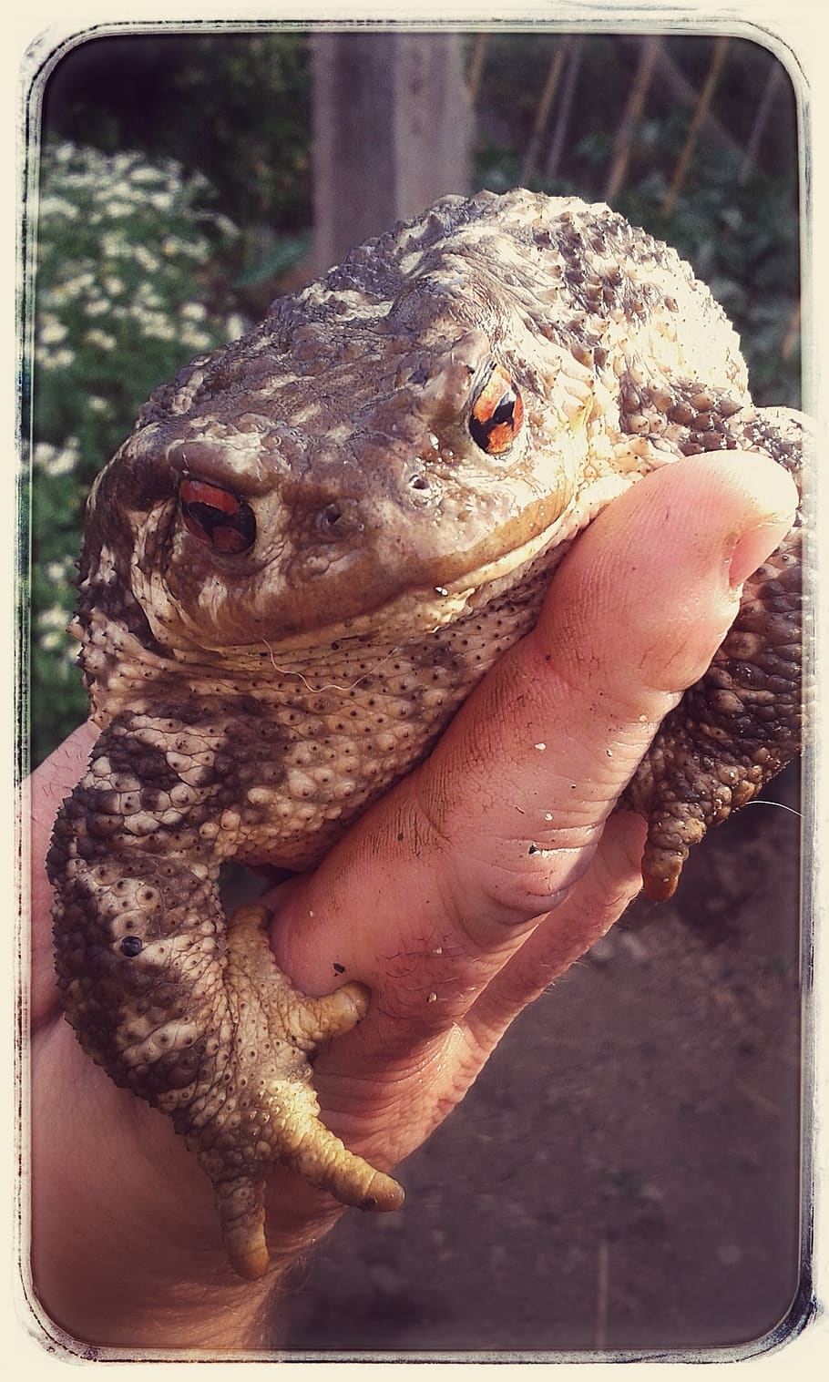 toad, hand, large, frog, one animal, transfer print, auto post production filter HD wallpaper