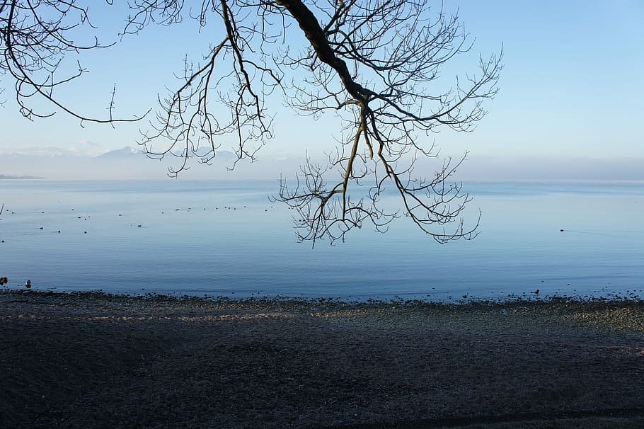 Branch, Winter, Cold, Tree, individually, landscape, chiemsee HD wallpaper