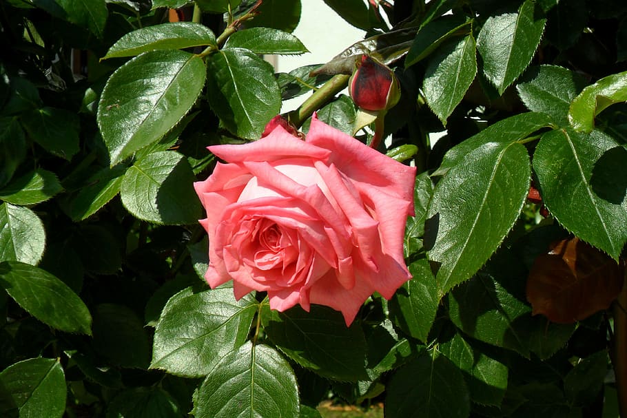 rose, bulgaria, red rose, leaf, plant part, beauty in nature HD wallpaper
