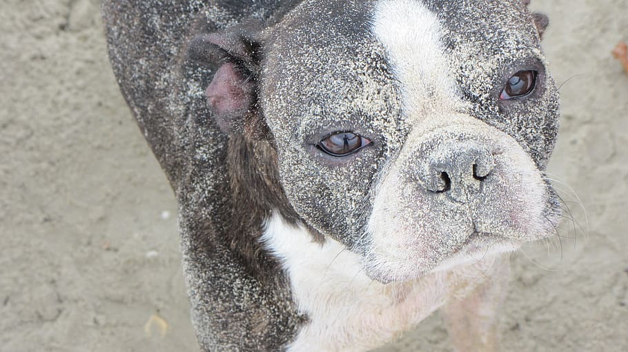 adult white and black Boston terrier close-up photography, perro HD wallpaper