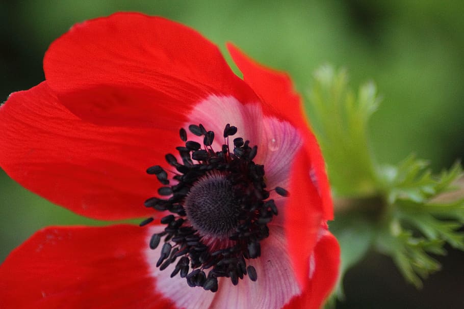 flower, red, blossom, bloom, close, spring flower, plant, garden HD wallpaper