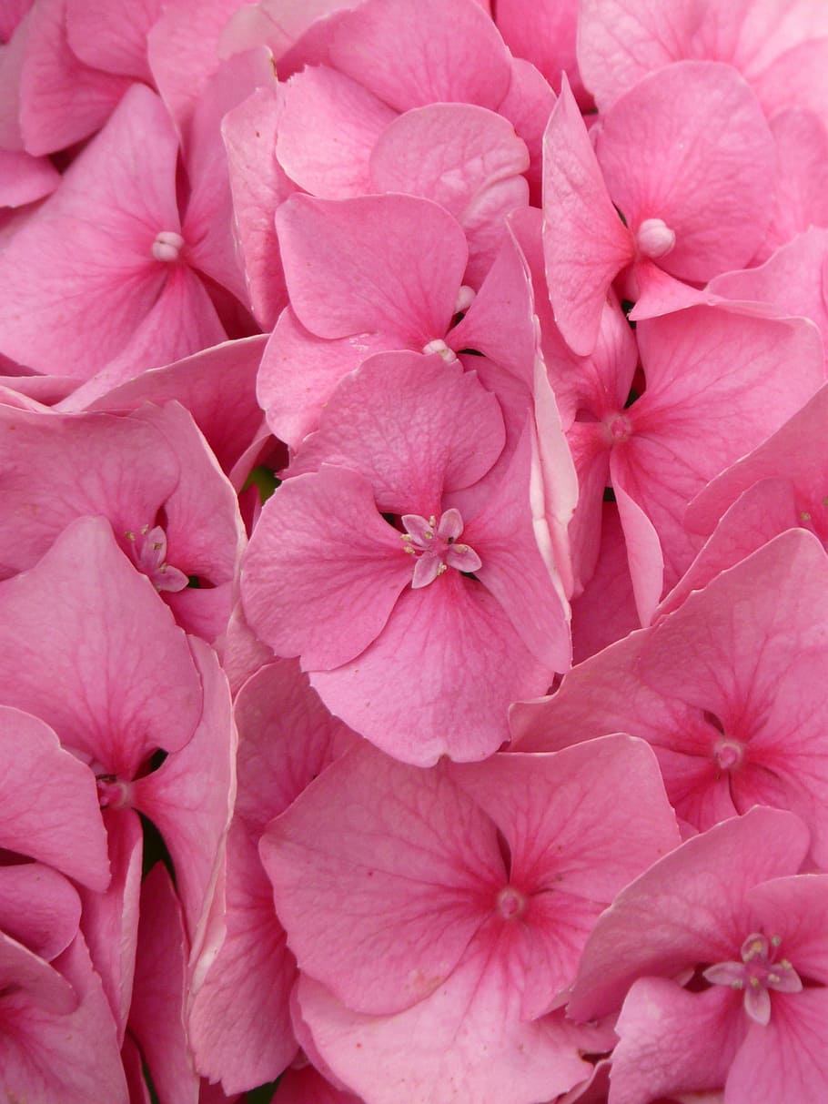 Hydrangea, Hydrangea Macrophyll, ornamental shrub, pink, flower HD wallpaper