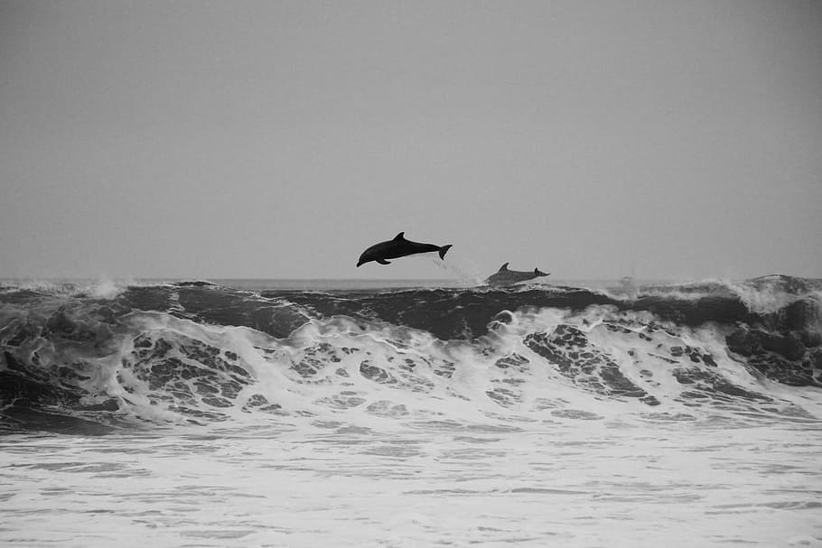 two whales rushing into the water, two dolphins jumping, wave HD wallpaper