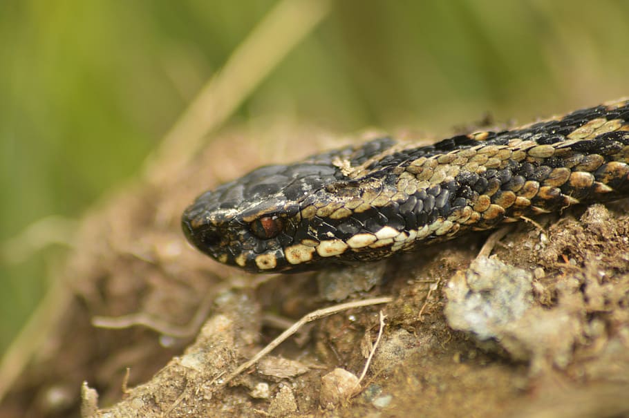 adder, snake, nature, animal themes, one animal, reptile, animal wildlife HD wallpaper