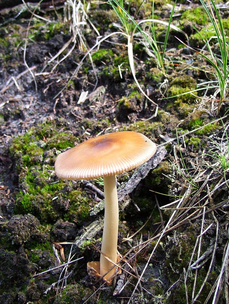 mushroom, forest, marl, mixed forest, leaves, rust, moss, autumn HD wallpaper