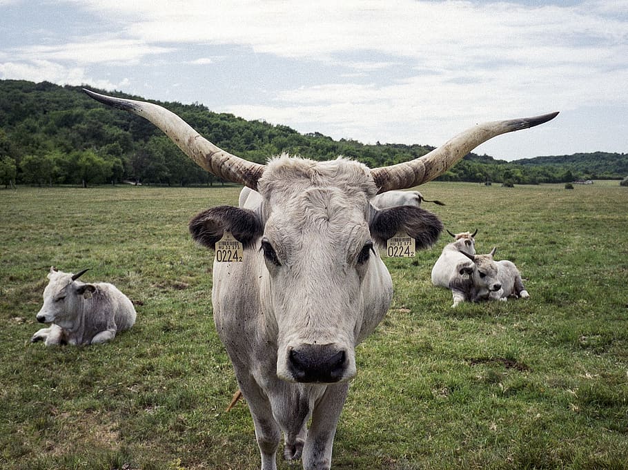 grey, cow, hungarian, animal, mammal, animal themes, livestock HD wallpaper
