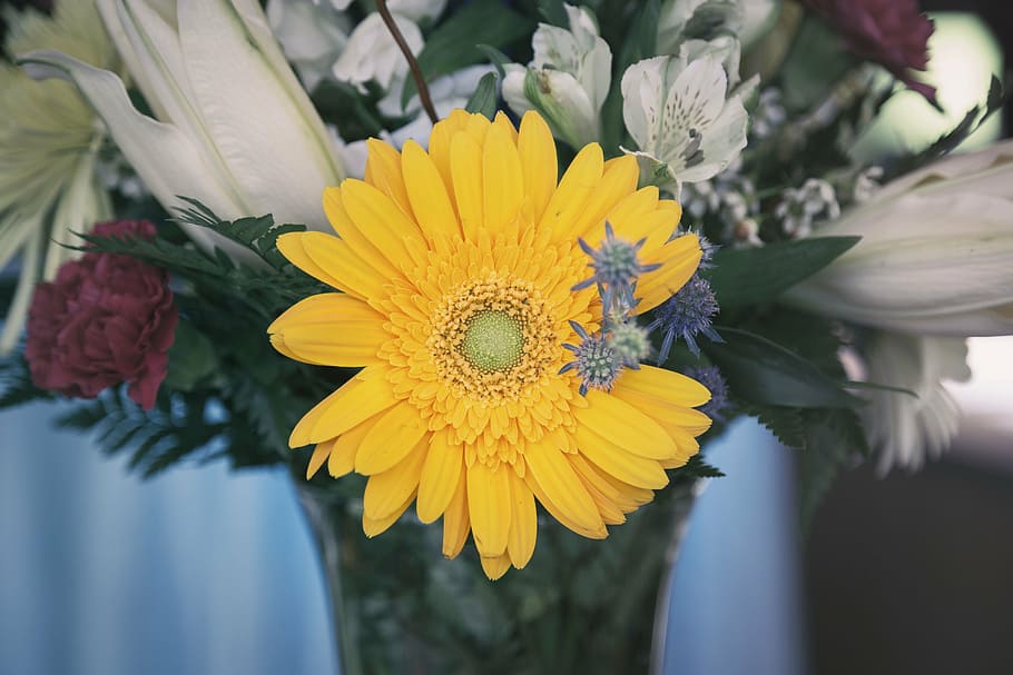close-up photography of yellow gerbera daisy among flowers in vase HD wallpaper